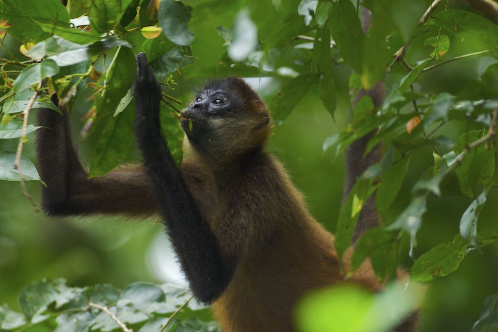 The Monkeys of Guanacaste, Costa Rica